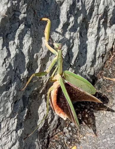 Tenodera sinensis